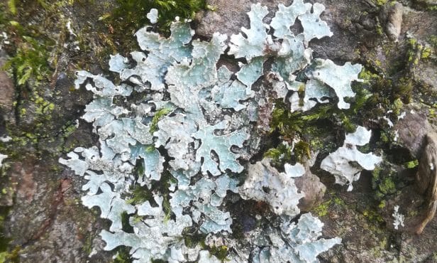 Flechten: Was wächst denn da am Baum?