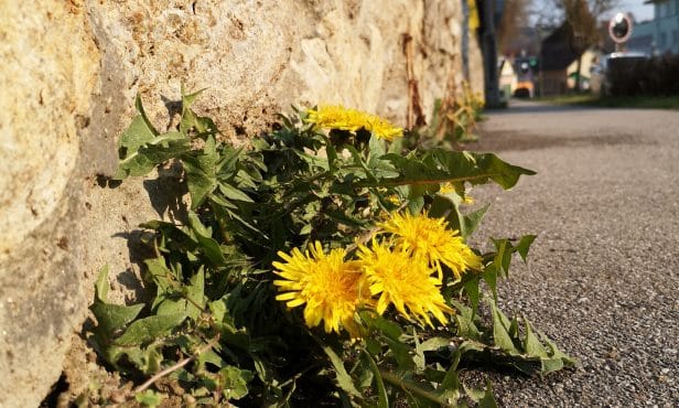 Steinreiniger als Herbizidersatz? Finger weg!