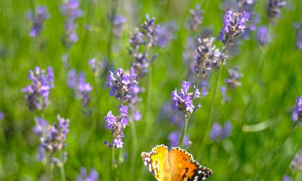 Lavendel: Ein Hauch von Provence in der Gemeinde