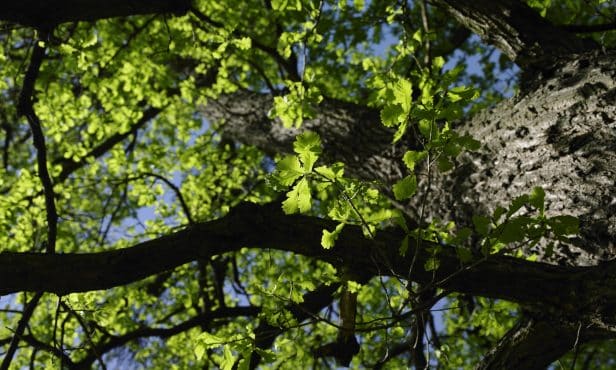 Baumbestand fachgerecht pflegen