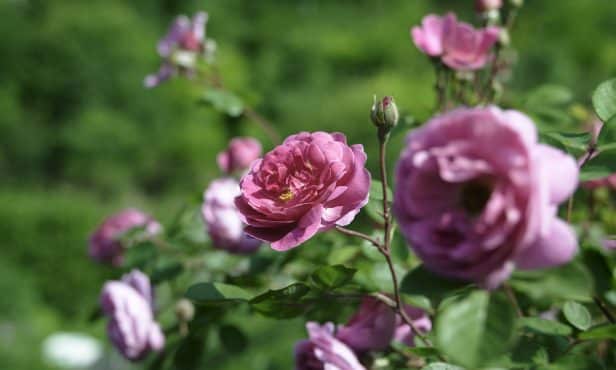 Echter Mehltaupilz an der Rose