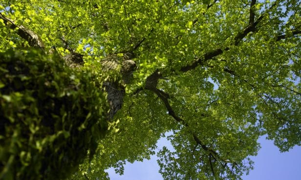 Baumschutzverordnungen für den öffentlichen Grünraum