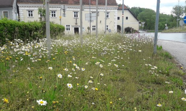 Wiesenanlage – aber wie?