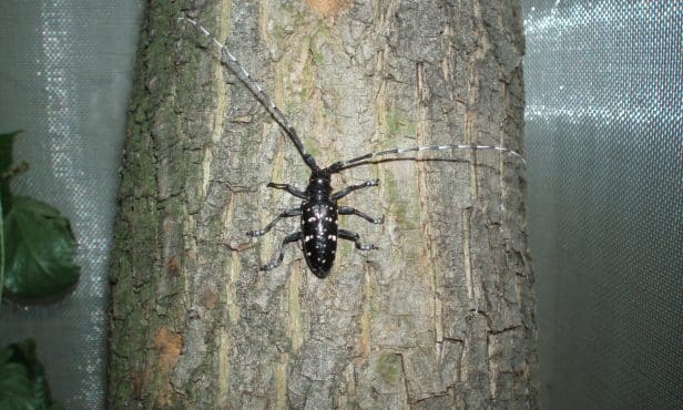 Asiatischer Laubholzbockkäfer: Ein zugewanderter Baumschädling