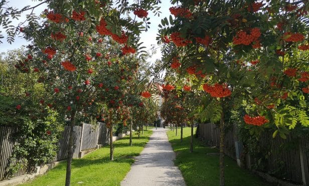 Baumalleen für Biodiversität