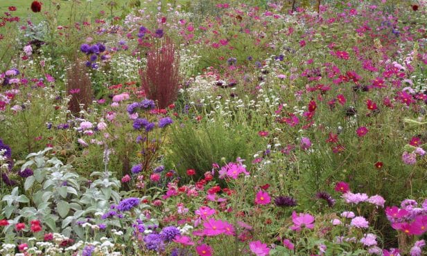 Farbenfroh und wertvoll:  Sommerblumen für Biene und Schmetterling