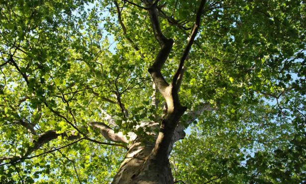 Der Baum als Gefahr