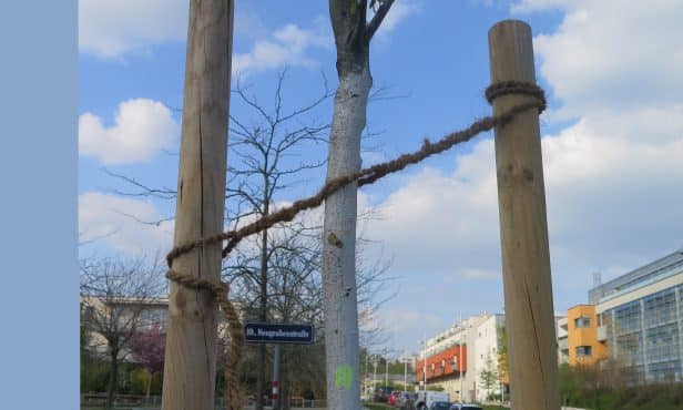 Grundlagen der Baumprüfung und Baumpflege