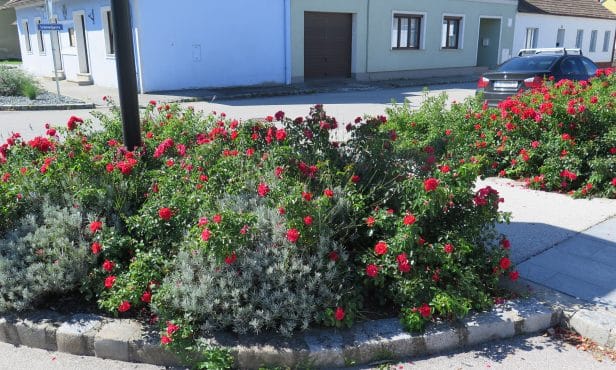 Rosen im Frühling düngen