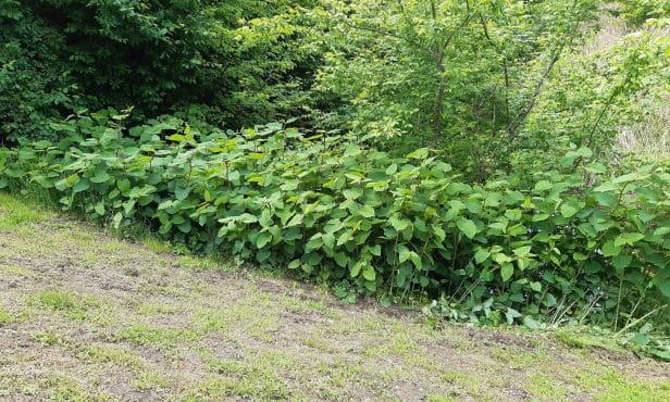 Beobachten, vorbeugen, einschreiten: Mit invasiven Neophyten umgehen