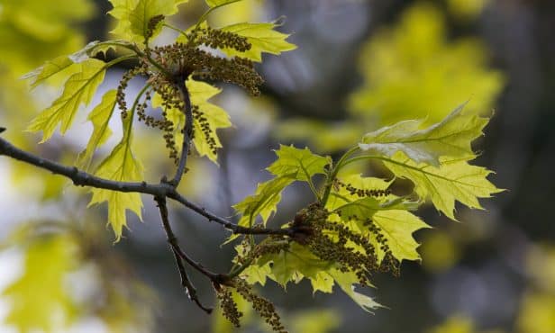 Die Roteiche ist „Baum des Jahres 2025“