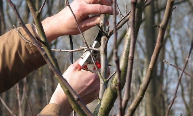 Ressourcen optimieren: Pflegekonzepte für Baum, Hecke & Wiese