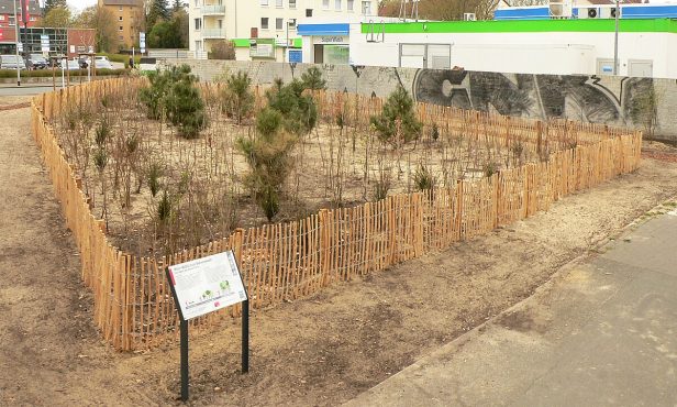 Die „Tiny Forest“ Methode: Ein Wald im Kleinformat für die Stadt