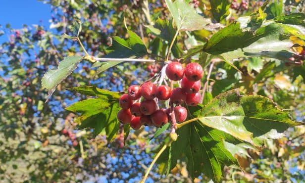 Seltener Baum mit viel Persönlichkeit: Die Elsbeere