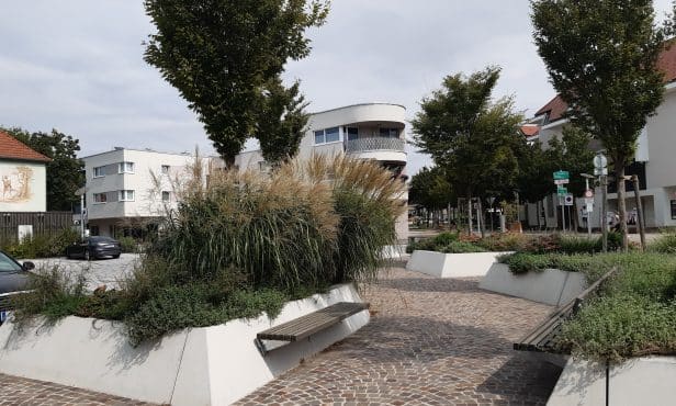 Für ein langes und gesundes Baumleben: Ausreichend Platz für Baumwurzeln vorsehen