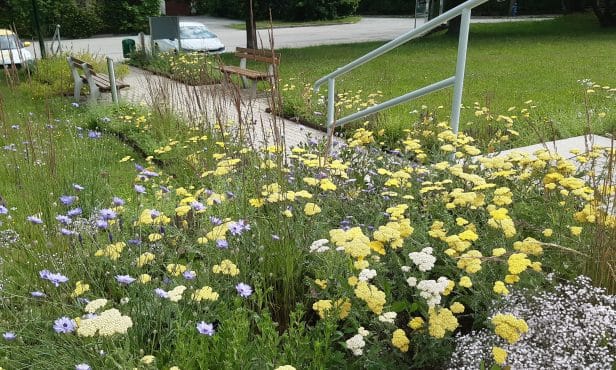 Breitenfurt machts vor: Klimafitte Grünräume rund ums Gemeindeamt