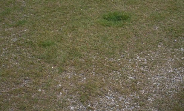 Trockenheitsverträgliche Rasenalternativen: Was können Blumen- und Schotterrasen
