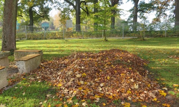 Ideen zum Umgang mit Blättern: Herbstlaub nutzen statt entsorgen