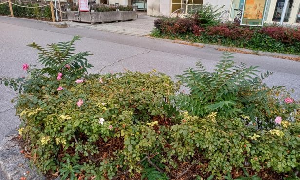 Bereicherung oder lästiges Unkraut? Zwei Sichtweisen zu Spontanvegetation