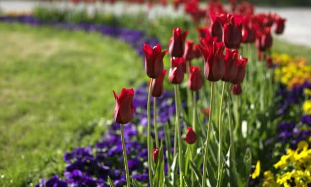 Für einen bunten Start in den Frühling: Jetzt Blumenzwiebeln pflanzen