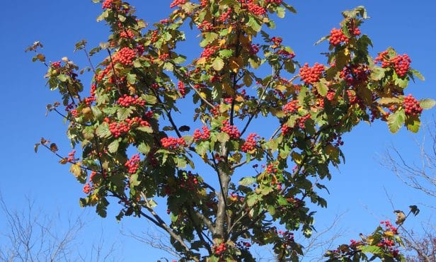 Baum des Jahres 2024: Die Echte Mehlbeere