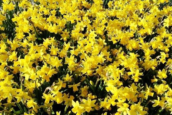 Was passiert mit Tulpen und Co nach der Blüte?