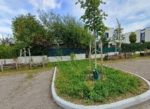 Baumscheiben mit Naturblumenwiesen begrünen