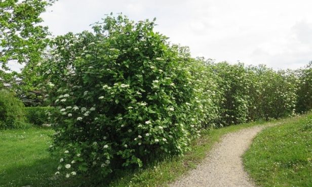 Ökologisch wertvolle Sträucher: Alternativen zu Kirschlorbeer und Sommerflieder