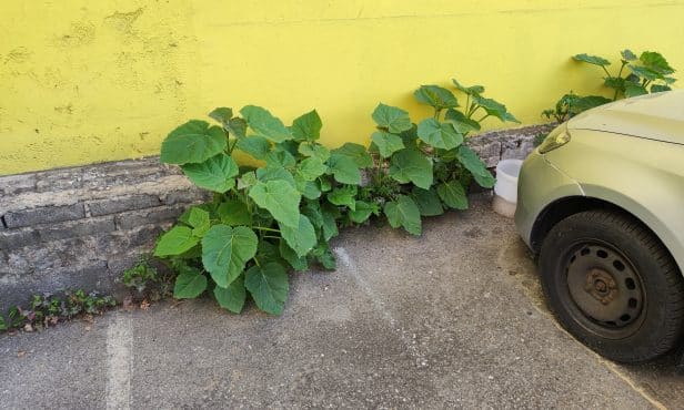 Der Blauglockenbaum – ein Neophyt mit invasivem Potential?
