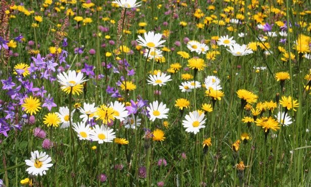 Fehlerquellen bei der Aussaat von Blumenwiesen