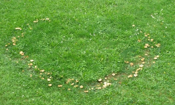 Hexenringe im Rasen
