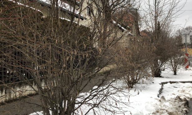 Streusalz  Schnee und Salzablagerungen im Grünraum