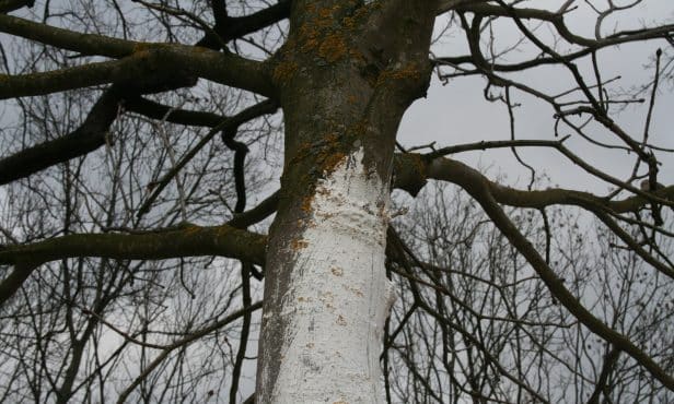 Frostrissen und Schädlingsbefall vorbeugen