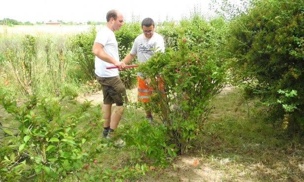 Heckenschnitt im Gemeindegrün