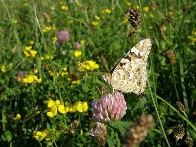 Vom Rasen zum Blumenrasen
