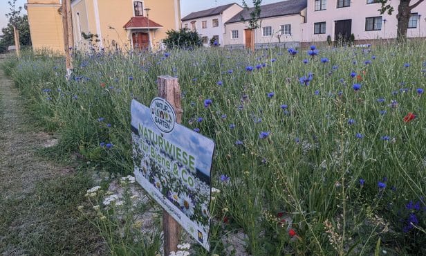 Naturblumenwiesen statt Rasenflächen in Engelhartstetten – Was ist bei der Umstellung zu beachten?
