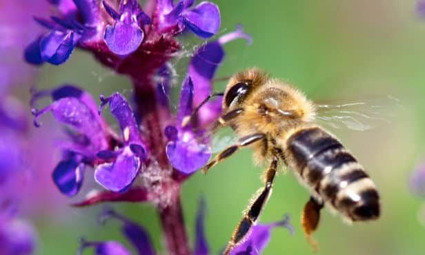 Bienen und andere bestäubende Insekten fördern