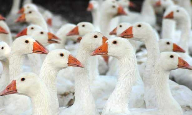 Größter Ausbruch der Vogelgrippe seit Langem