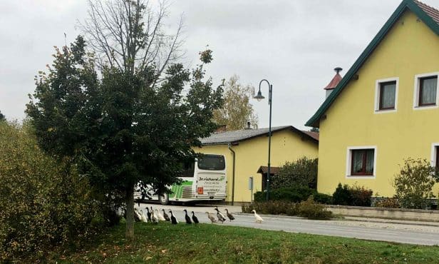 Enten-Sheriffs bremsen Verkehr