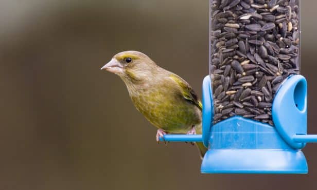 Winterfütterung:  Futterstellen für Vögel