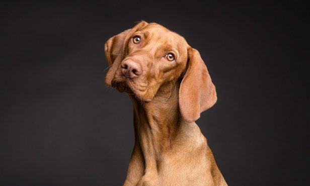 Neues OÖ-Hundehaltegesetz gibt Gemeinden mehr Einfluss