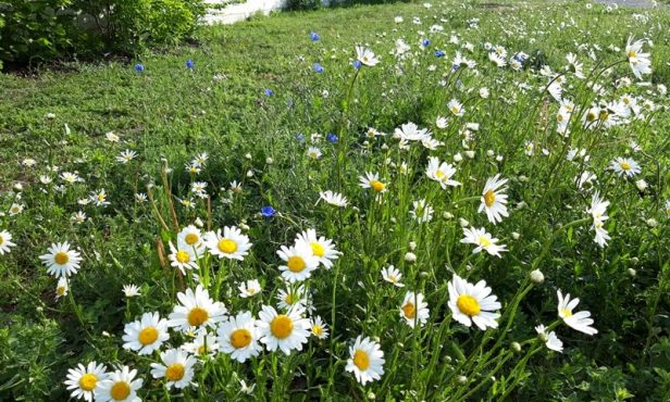 Wilde Blumen in Königstetten
