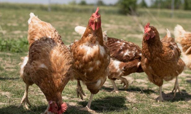 Stallpflicht in vielen Bezirken: Informieren Sie alle Hühnerhalter!