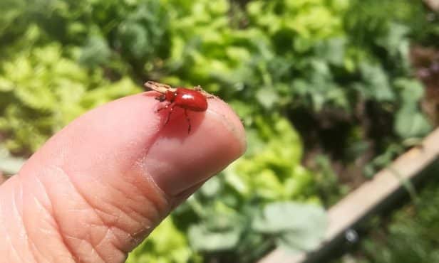Lilienhähnchen: Ungustiöser Schädling an Lilien