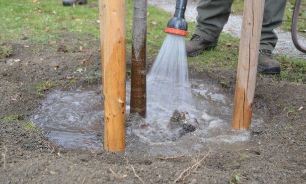Wasser sparsam einsetzen: Richtig gießen