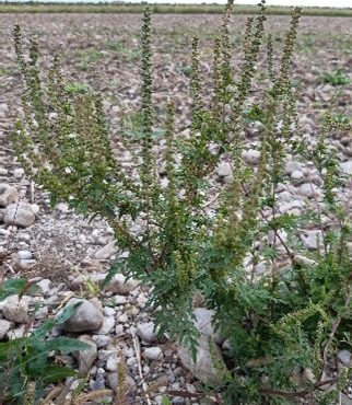 Rechtzeitig eingreifen: Die Ausbreitung von Ragweed eindämmen