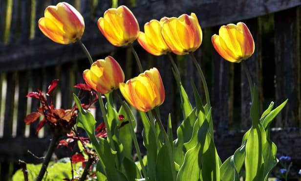 Den Frühling fürs nächste Jahr pflanzen