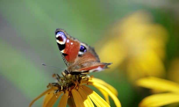 Gartentipps für Ihre Gemeindezeitung