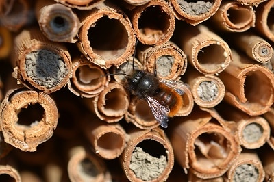 Ein Beitrag zum Schutz von Wildbienen