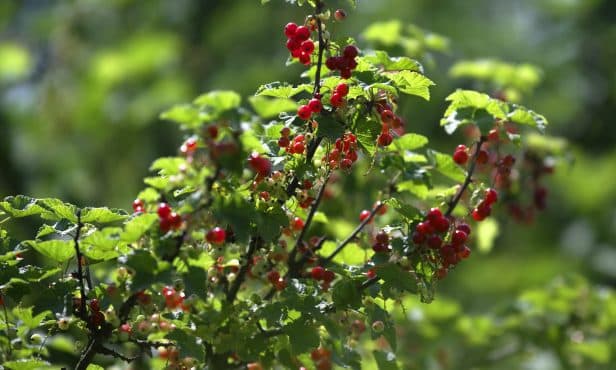 Naturerlebnis für Kinder: Zentrumsnahe Grünflächen aktivieren